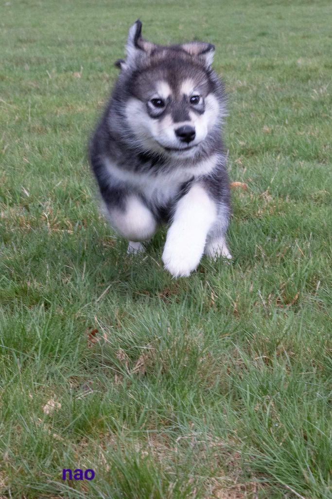 of Edelweiss Forever - Chiot disponible  - Alaskan Malamute