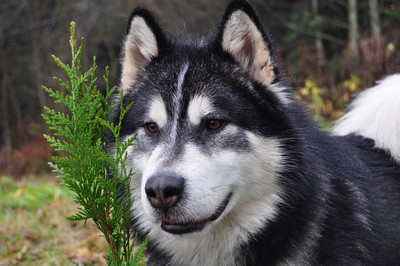 Souvenir of sitka's Downs n'hills dit apache