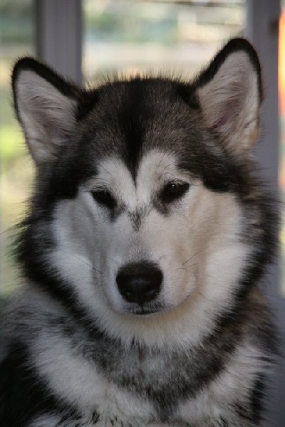 Freya of Edelweiss Forever