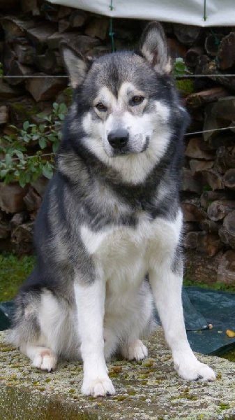Golfo golden boy of Edelweiss Forever