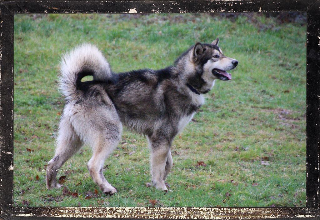 Moonlight timberwolf of Edelweiss Forever