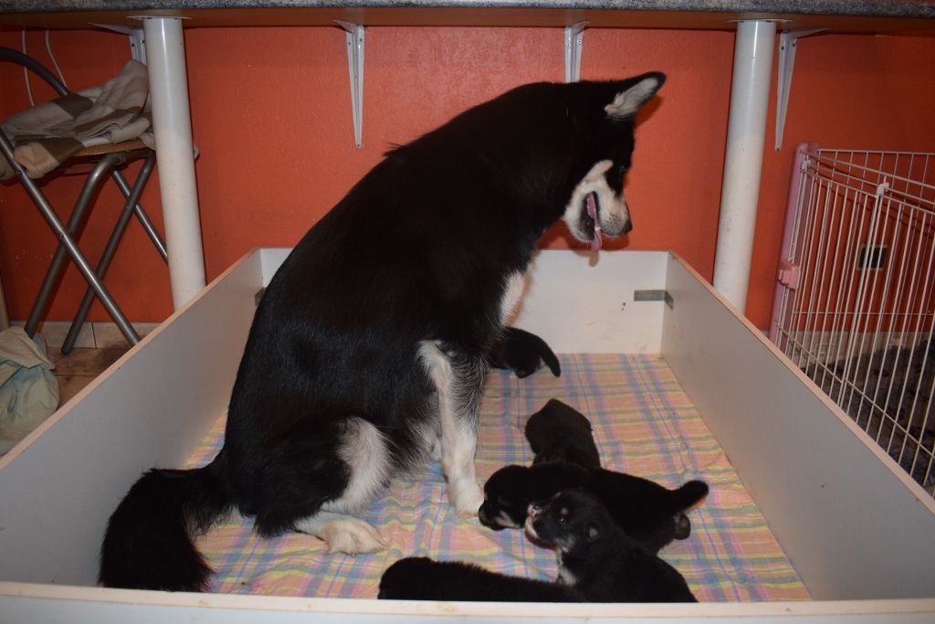 of Edelweiss Forever - Alaskan Malamute - Portée née le 22/01/2020