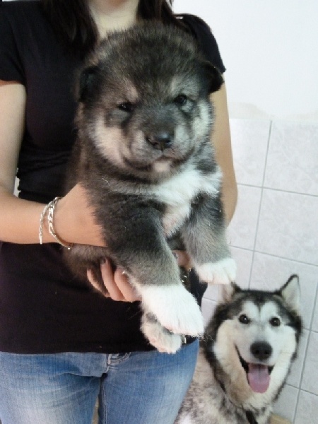 of Edelweiss Forever - Alaskan Malamute - Portée née le 18/05/2011
