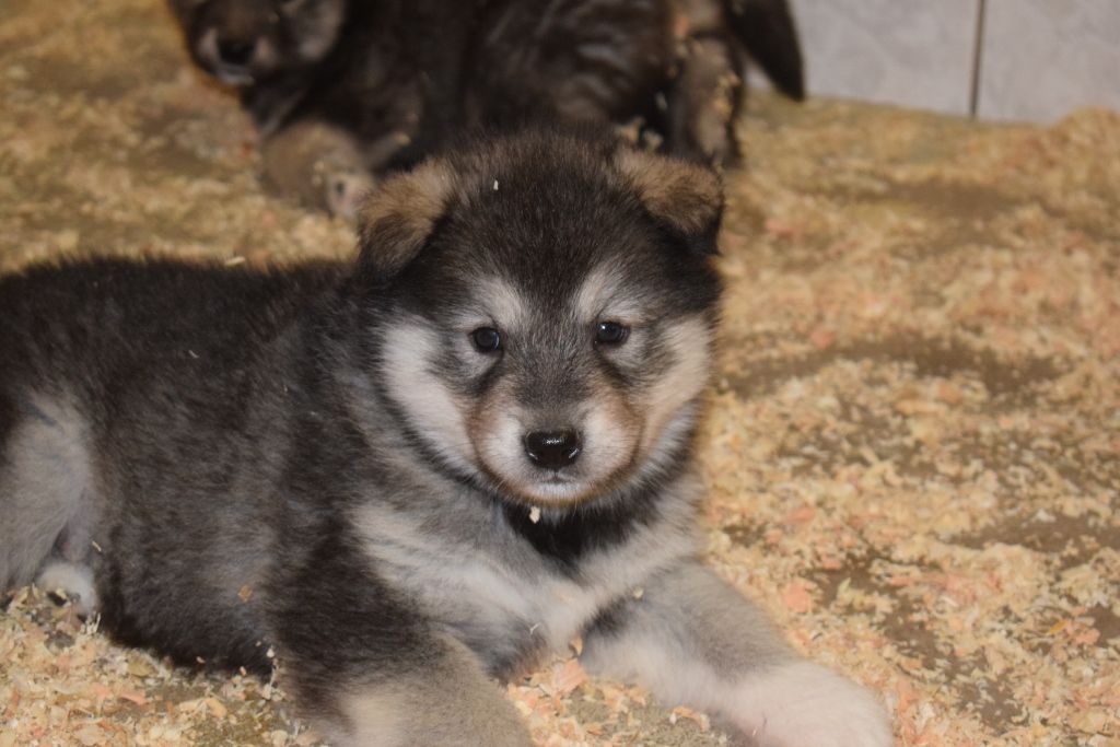 of Edelweiss Forever - Alaskan Malamute - Portée née le 27/02/2021