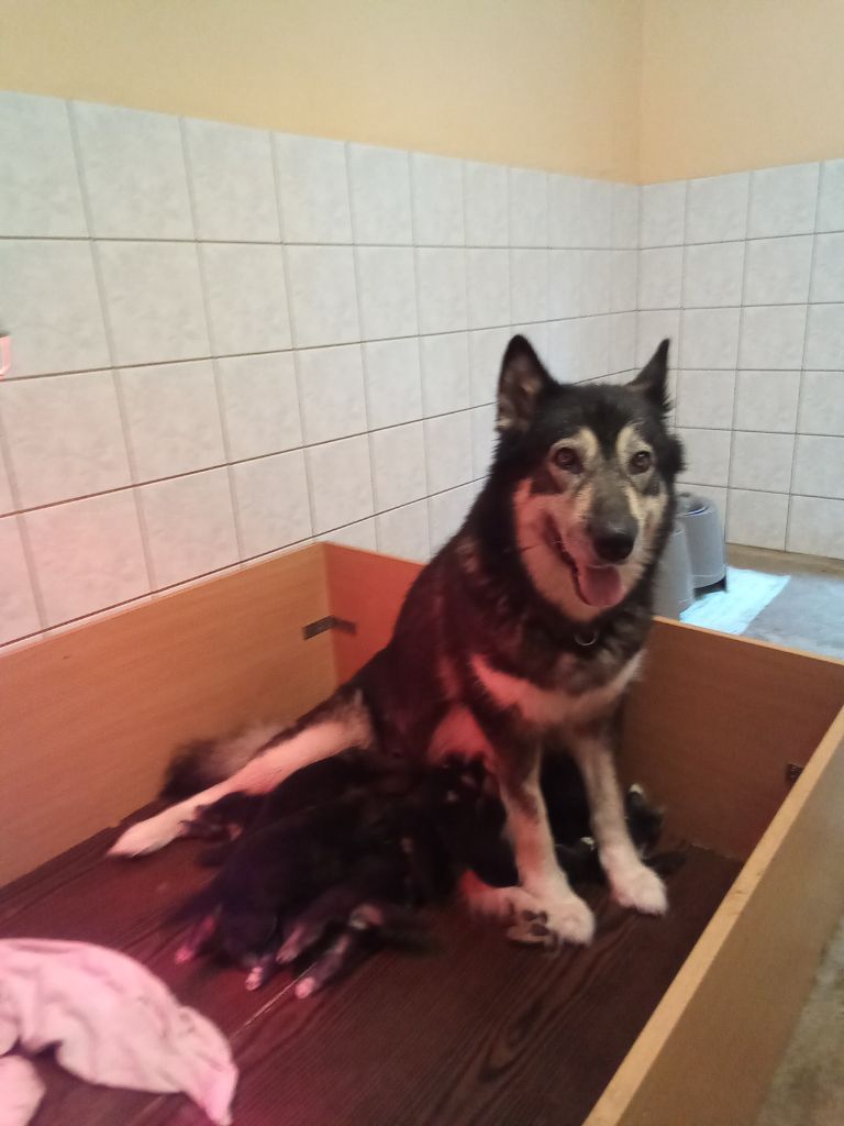 Chiot Alaskan Malamute of Edelweiss Forever