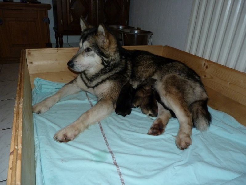 of Edelweiss Forever - Alaskan Malamute - Portée née le 17/02/2014