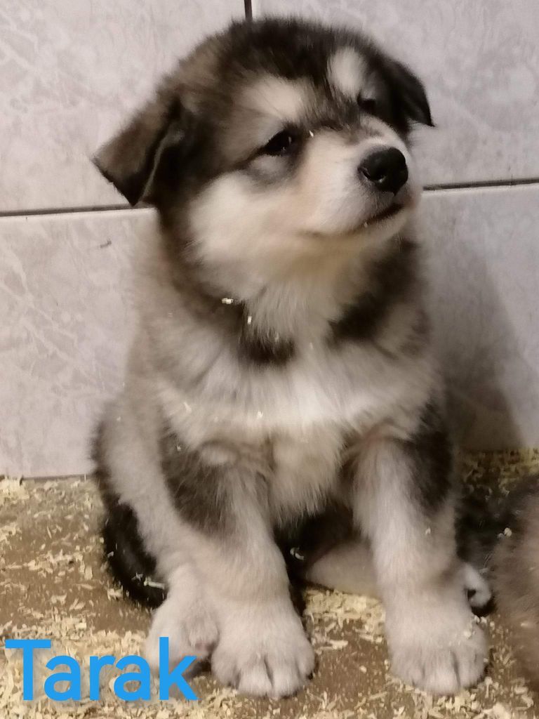 of Edelweiss Forever - Alaskan Malamute - Portée née le 25/01/2023