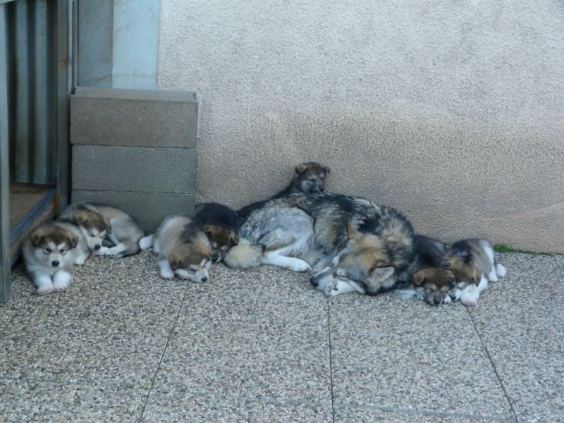 of Edelweiss Forever - Alaskan Malamute - Portée née le 08/05/2015