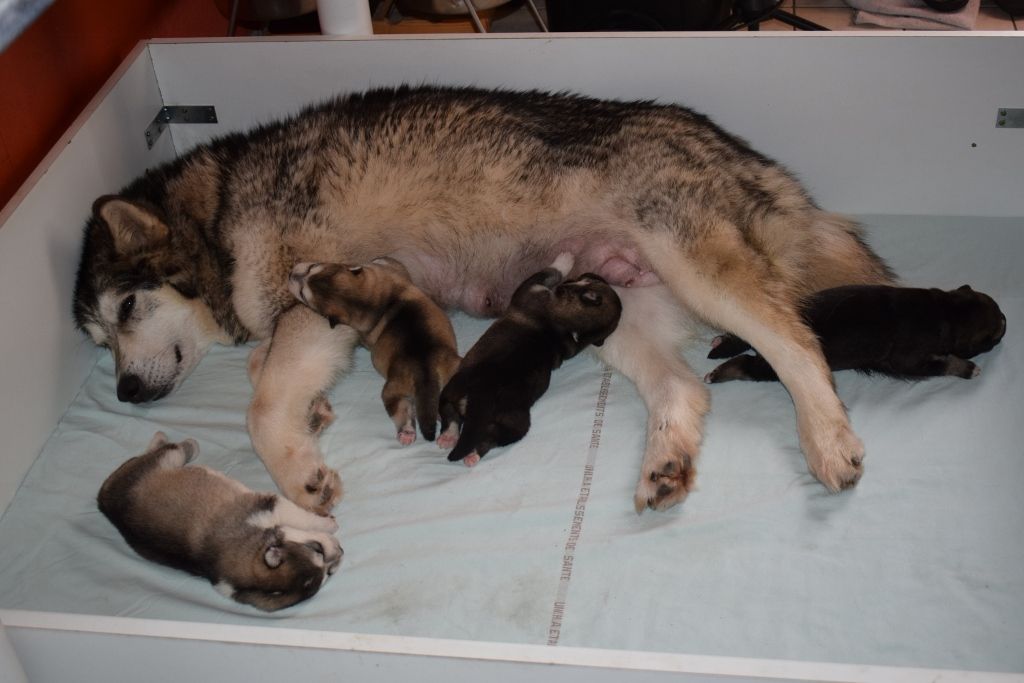 of Edelweiss Forever - Alaskan Malamute - Portée née le 05/03/2018