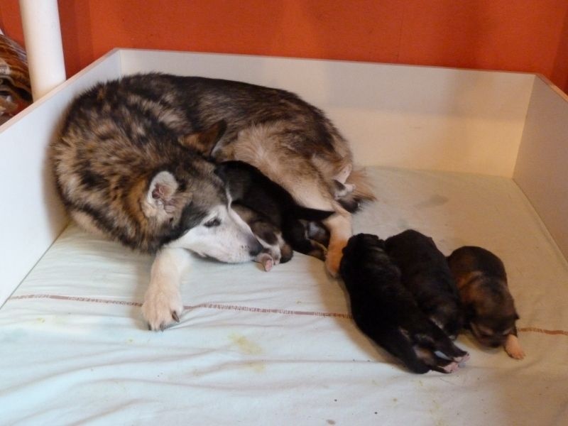 of Edelweiss Forever - Alaskan Malamute - Portée née le 19/11/2014
