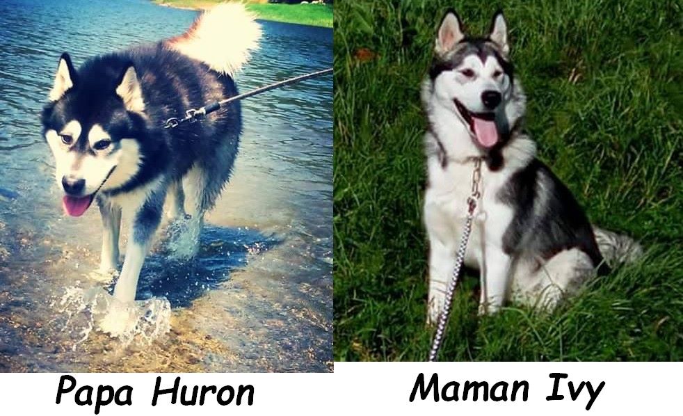 of Edelweiss Forever - Alaskan Malamute - Portée née le 26/03/2017