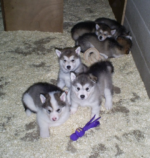 of Edelweiss Forever - Alaskan Malamute - Portée née le 22/01/2010