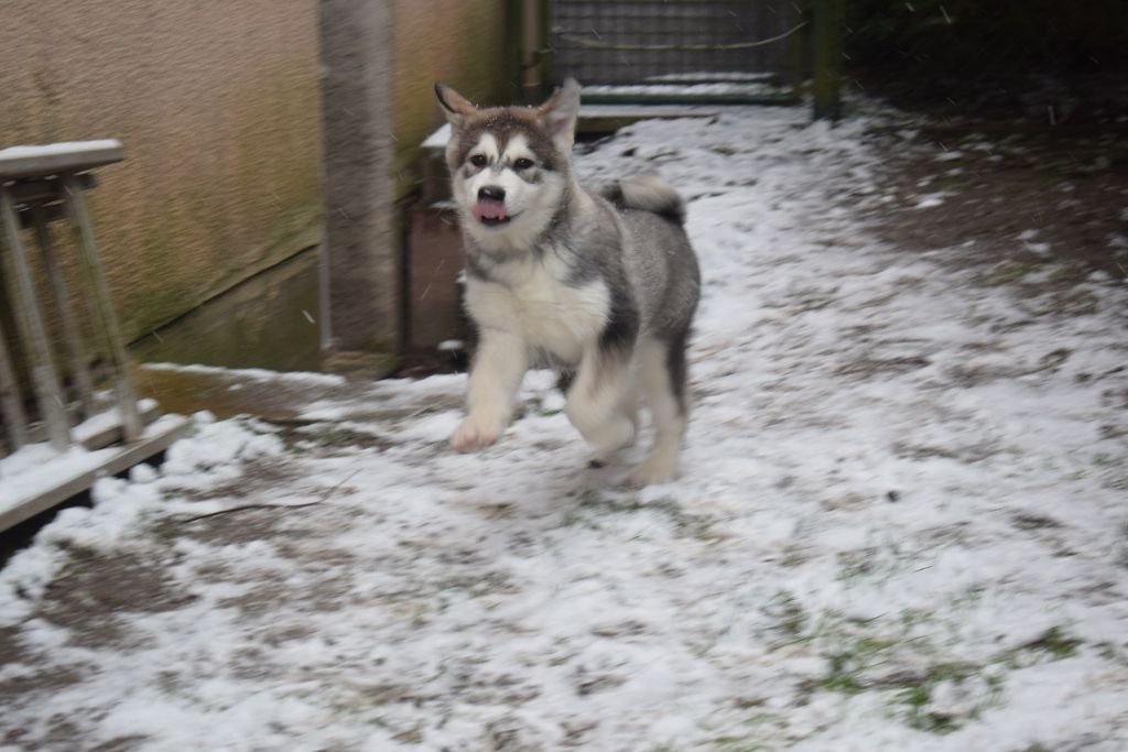 of Edelweiss Forever - Alaskan Malamute - Portée née le 03/11/2018