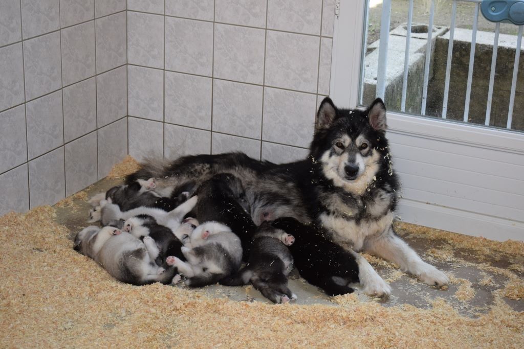 of Edelweiss Forever - Alaskan Malamute - Portée née le 28/04/2017