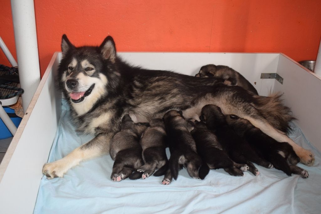 of Edelweiss Forever - Alaskan Malamute - Portée née le 23/08/2018