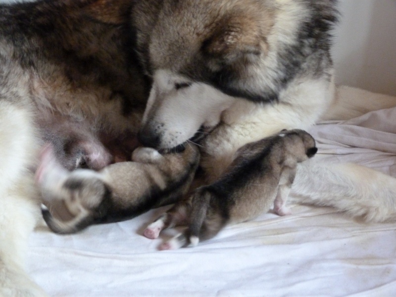 of Edelweiss Forever - Alaskan Malamute - Portée née le 28/07/2013