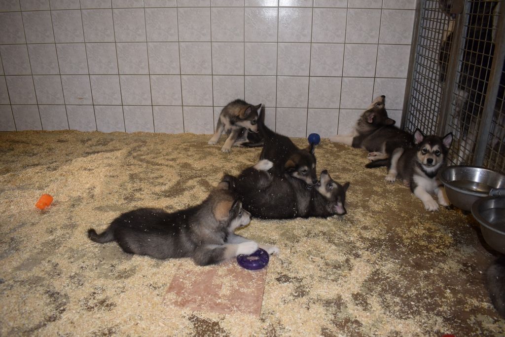 of Edelweiss Forever - Alaskan Malamute - Portée née le 16/02/2020