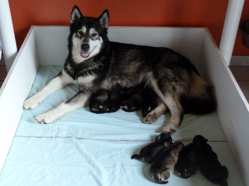 of Edelweiss Forever - Alaskan Malamute - Portée née le 31/10/2014