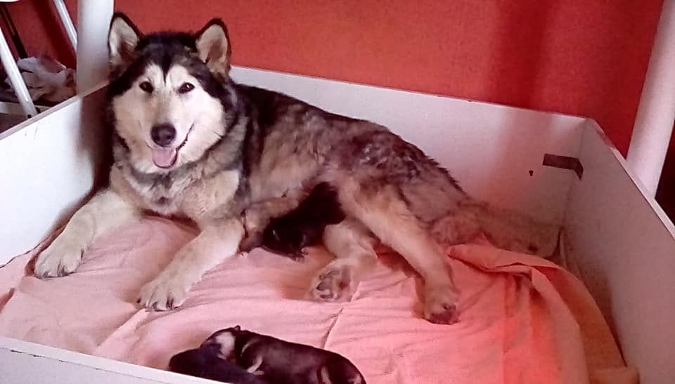 of Edelweiss Forever - Alaskan Malamute - Portée née le 16/03/2019