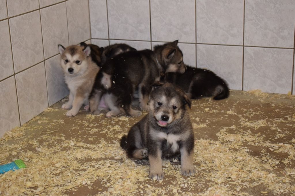 of Edelweiss Forever - Alaskan Malamute - Portée née le 02/10/2020