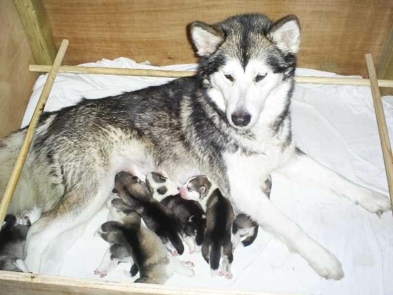 of Edelweiss Forever - Alaskan Malamute - Portée née le 21/11/2008