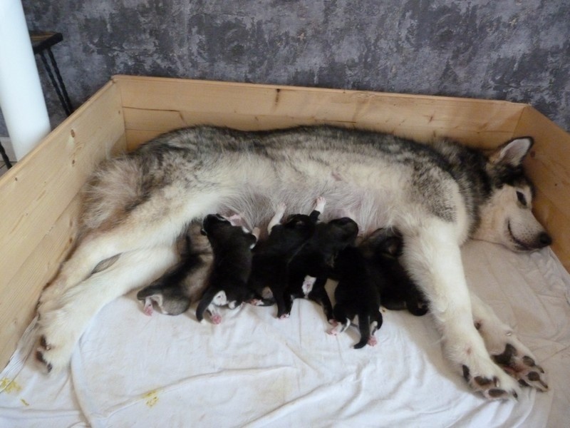 of Edelweiss Forever - Alaskan Malamute - Portée née le 30/05/2012