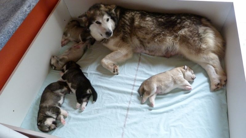 of Edelweiss Forever - Alaskan Malamute - Portée née le 11/05/2016