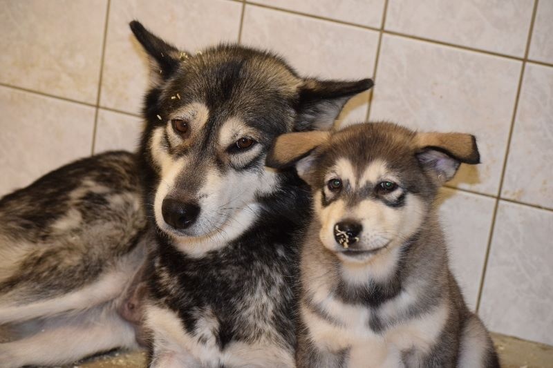 of Edelweiss Forever - Alaskan Malamute - Portée née le 19/11/2016