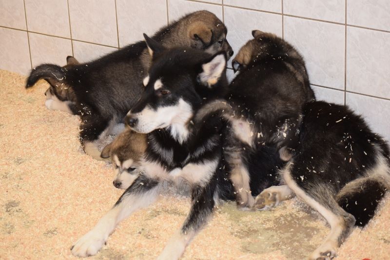 of Edelweiss Forever - Alaskan Malamute - Portée née le 01/02/2017