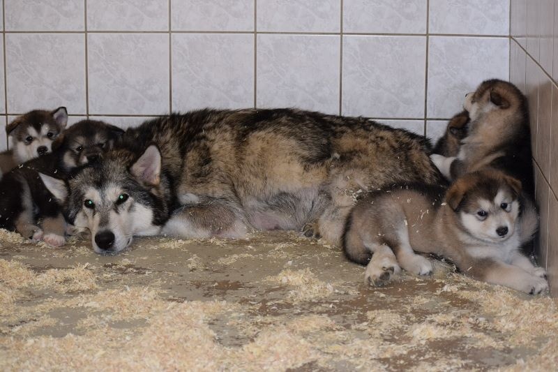 of Edelweiss Forever - Alaskan Malamute - Portée née le 20/08/2016