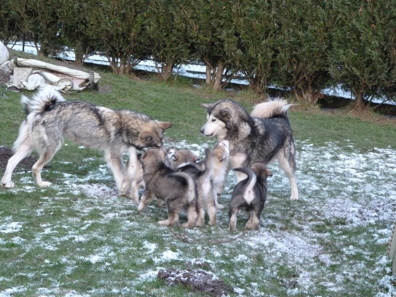of Edelweiss Forever - Alaskan Malamute - Portée née le 24/11/2012