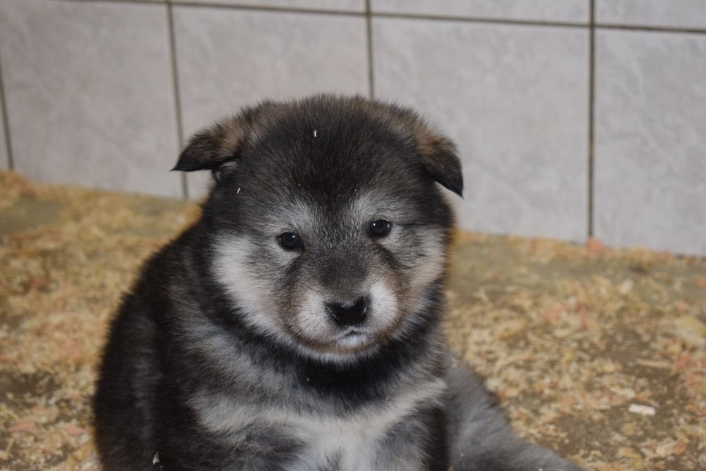 of Edelweiss Forever - Alaskan Malamute - Portée née le 27/02/2021