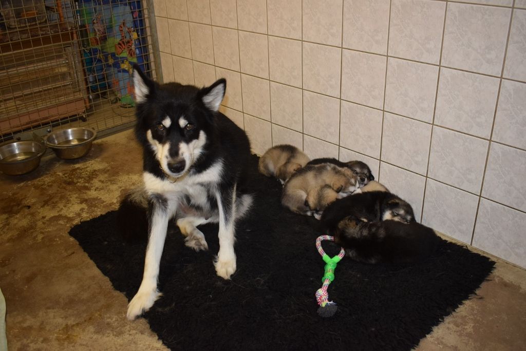 of Edelweiss Forever - Alaskan Malamute - Portée née le 23/12/2020