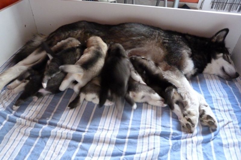 of Edelweiss Forever - Alaskan Malamute - Portée née le 22/11/2015