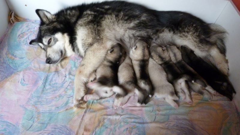 of Edelweiss Forever - Alaskan Malamute - Portée née le 18/04/2016
